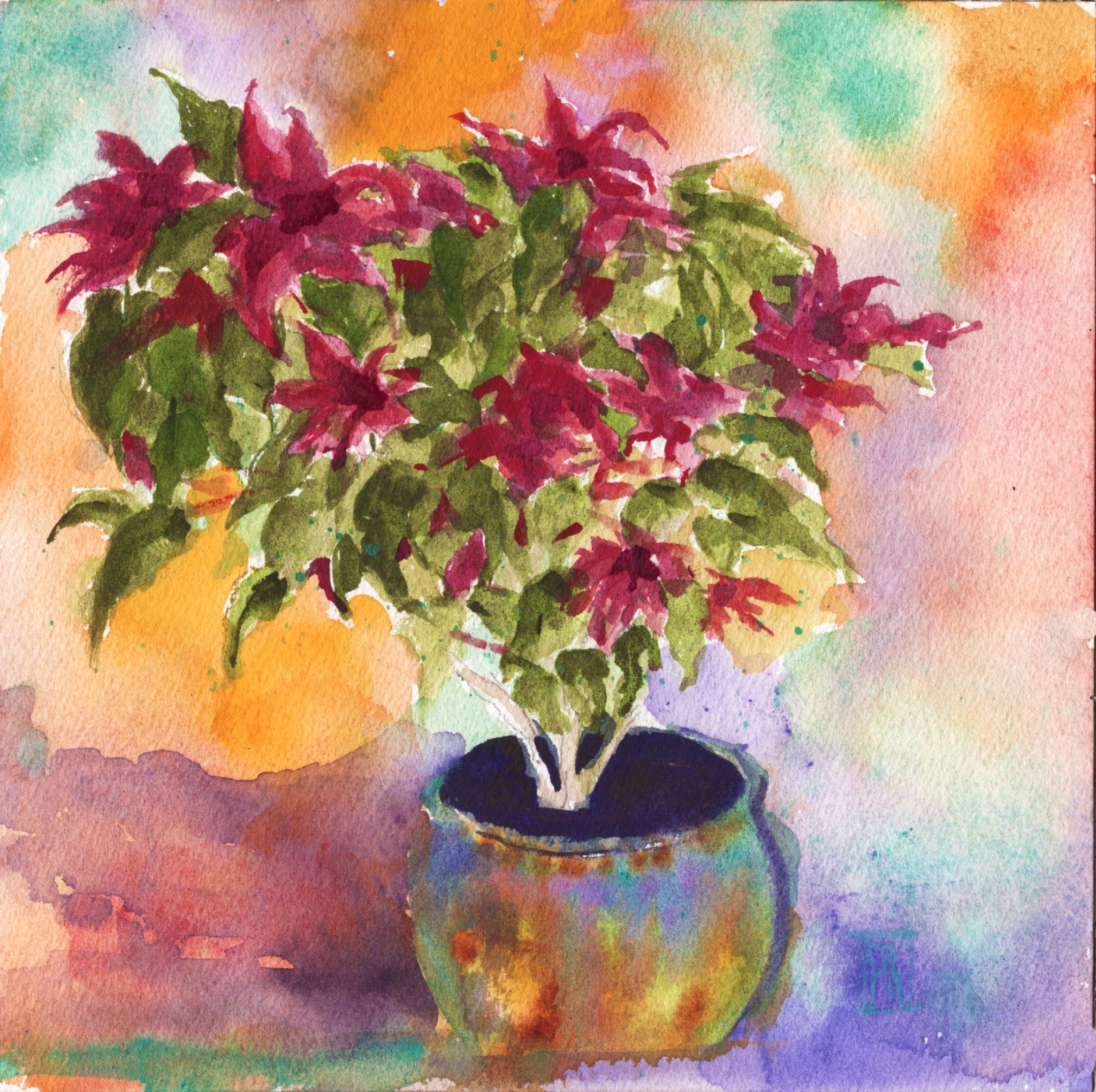 Pointsettia